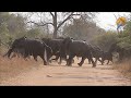 Kruger National Park Elephant Stampede Latest Kruger Sightings
