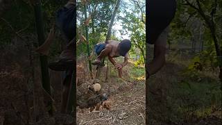 Download lagu waw keren banget cara nangkapnya #shortvideo#nature mp3