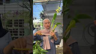 Download lagu Busuk batang? Gaada solusi selain dipotong…#anggrek #anggrekcantik #anggrekindonesia #anggrekbulan mp3 Download lagu Busuk batang? Gaada solusi selain dipotong…#anggrek #anggrekcantik #anggrekindonesia #anggrekbulan mp3