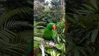 Download lagu Suara kicauan Nuri Bayan mp3