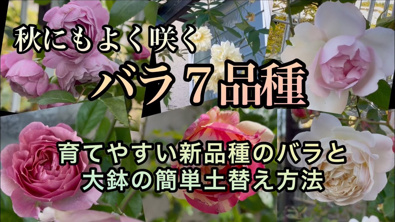 新品種多め・育てやすく秋にも咲くバラ7選　大鉢の手抜き土替え方法・秋バラ・ガーデニング