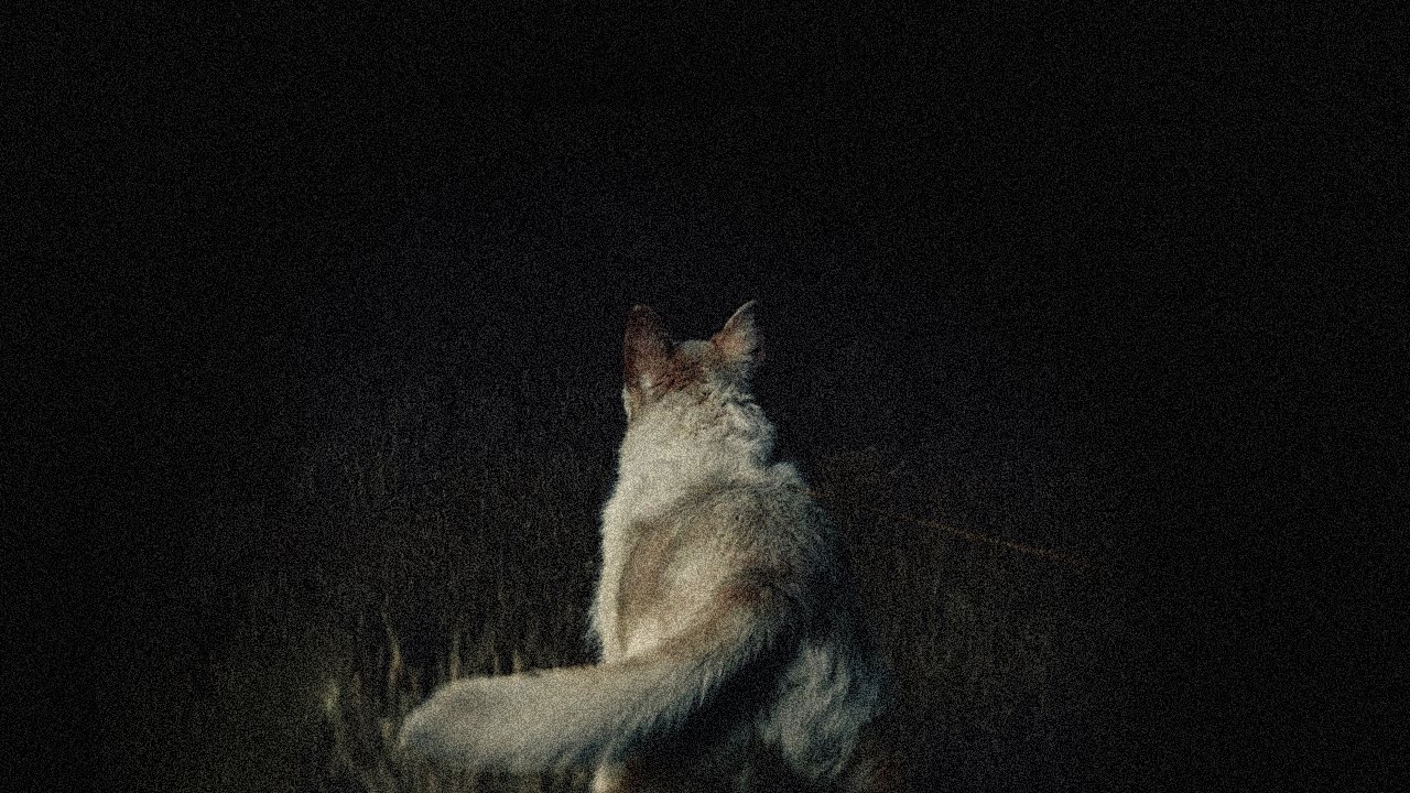 ESTÁN EN LA OSCURIDAD