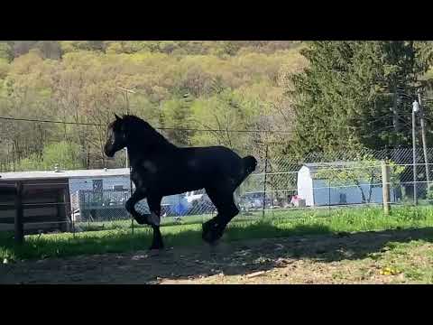 Percheron stallion#animals #pets #horse