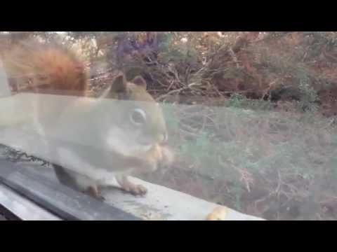 Little Red Squirrel 4