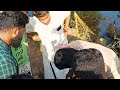Vava Suresh Accident Full Video I Snake catcher Vava Suresh Bitten by large cobra Condition Critical