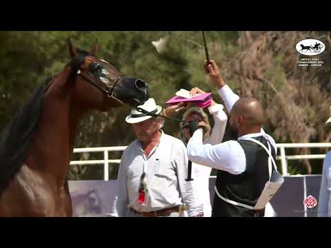 N 76 RIYADH AM   Middle East Championship 2022   Stallions 8 9 Years Old Class 12