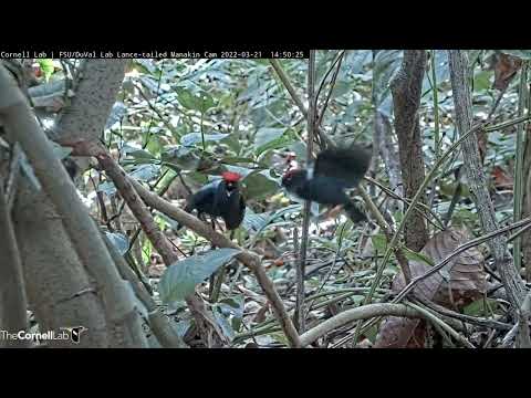 Lance-tailed Manakin Cam Returns For 2022 Breeding Season At New Perch – March 21, 2022