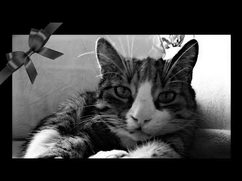 Mach's gut, mein kleiner Paul... 💔