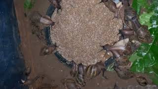 How you feed your snails 🐌