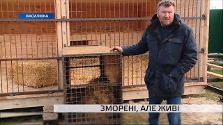 Зморені, але живі