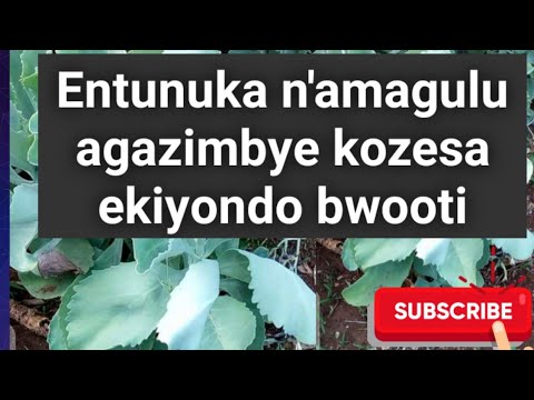 Entunuka n'amagulu agazimbye wekwaate ekiyondo biwone