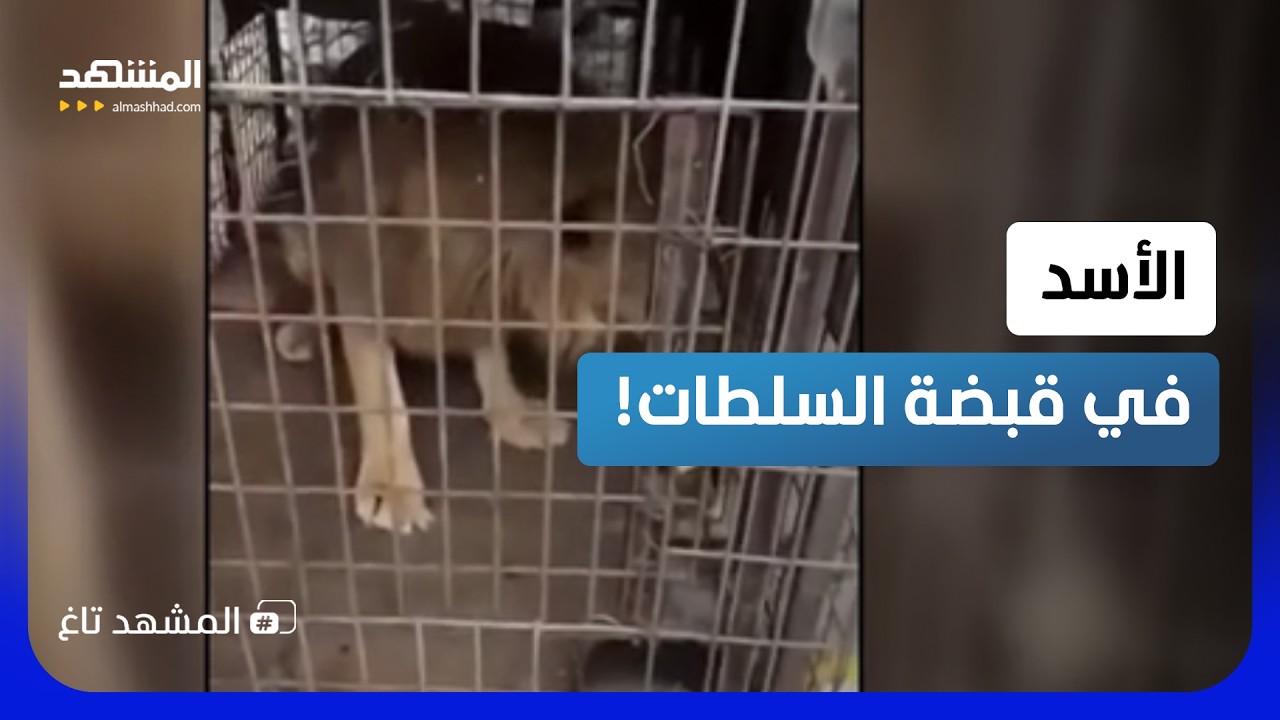 العثور على "الأسد" داخل منزل مهجور.. فيديو صادم يشعل الجدل ونهايته غير متوقعة -