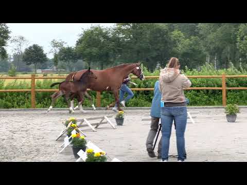 Zu verkaufen Prämien Hengstfohlen von Diamond First aus Samba Hit 3 geb22.05.2022