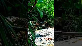 Download lagu Suara Gemericik Air Sungai Mengalir - Suara Air Terapi Burung Murai Batu Shorts# mp3