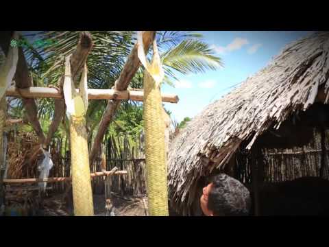 Brazil at the table: TIQUIRA - The liquid that drips