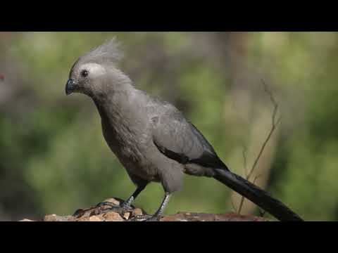 Grey Go-Away Bird Call