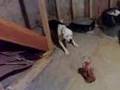 PIT BULL FIGHT!! Gomer, Our dumb pit bull VS TOY ...