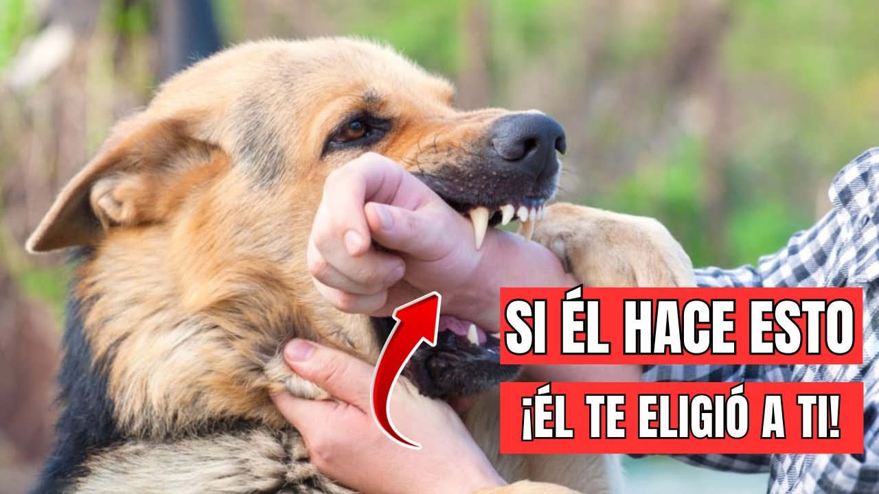 7 Señales de que tu PERRO ha creado un vínculo contigo ¡No las ignores!