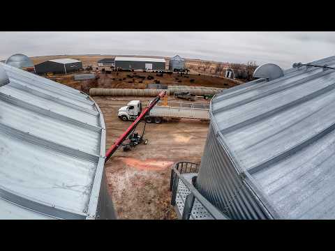 10,000 bushels hauled to market