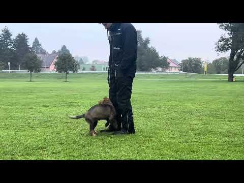 Venom z Jukasu - start of obedience - 11 weeks