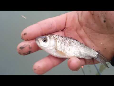 pescuim la balta de acasă #1