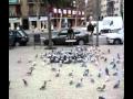 Ton of Pigeons Being Trapped By a Catapulted Net