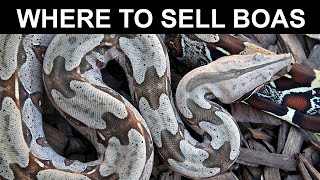 BEST PLACES to Sell Your Boas and Other Reptiles!