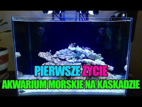 (26) MyReef 50 - Pierwsze życie - Akwarium morskie - Reef aquarium