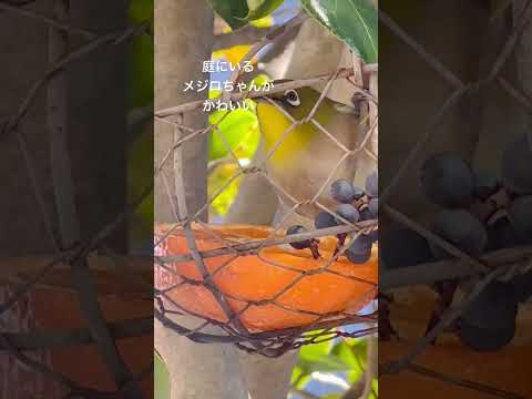 鳥を庭に引き寄せる植物は何ですか?一番人気の品種に注目！  庭園