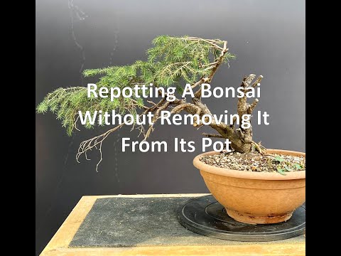 Repotting A Bonsai Without Removing It From Its Pot