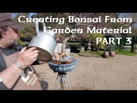 Creating Bonsai from Garden Material... PART 3 - Greenwood Bonsai Studio