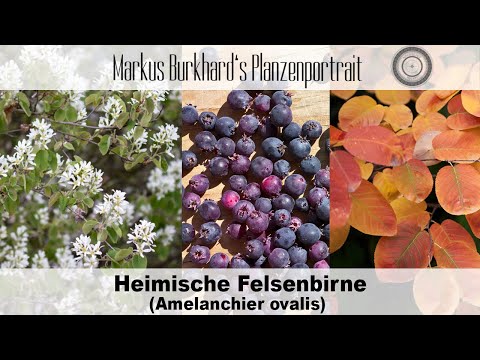 , title : 'Heimische Felsenbirne, Strauch für Balkon, Strauch für den kleinen Garten, Heckenpflanze, Wildgehölz'