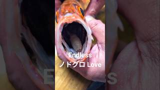 日本海ノドグロEndless Love #ノドグロ #喉黒 #アカムツ