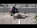 my friend feeding Pancho
