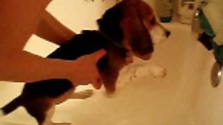 Cricket Swimming