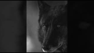 GRAVELAND-Carpathian Wolves