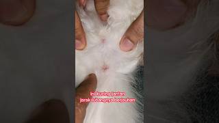 Download lagu cara bedain kelamin kucing #tips #trik #kucing #kitten mp3
