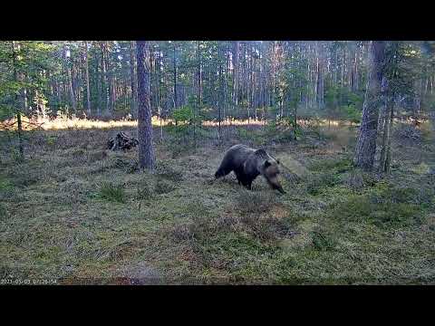 Metsis Capercaillie Tetrao urogallus 2023 05 03 bear in lek