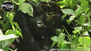 preview picture of video 'Abacus African Vacations - Uganda Highlights'