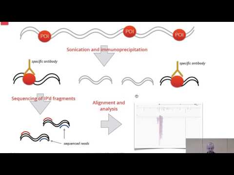 An introduction to ChIP-seq analysis