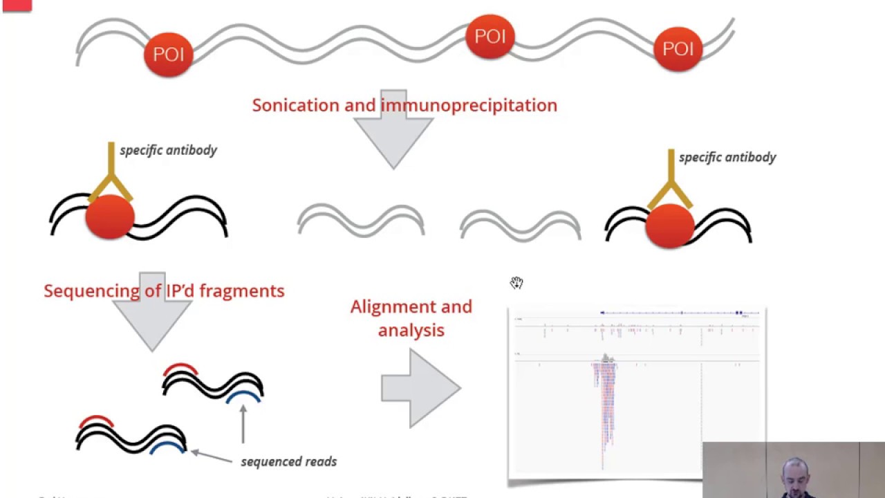 An introduction to ChIP-seq analysis