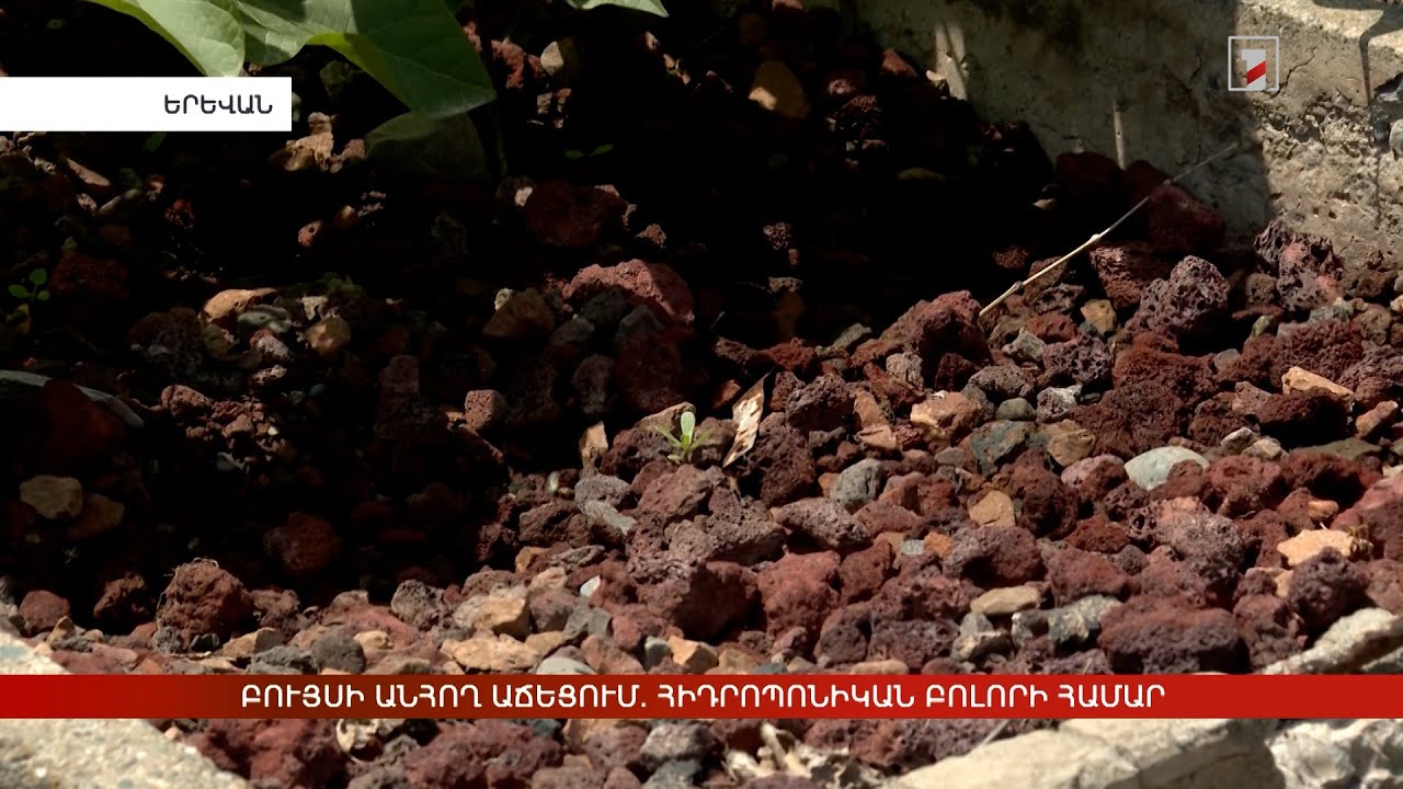 Բույսի անհող աճեցում. հիդրոպոնիկան բոլորի համար