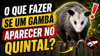 Apareceu um Gambá no Seu Quintal? CUIDADO! Faça Isso Urgentemente