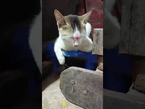 CAT'S WITH CHITU  is live!