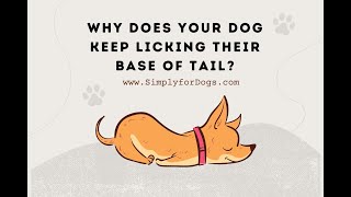 Why Does Your Dog Keep Licking Their Base of Tail?