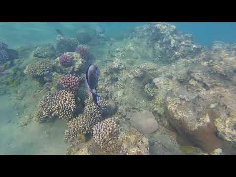 Sharm El Sheikh Ghazala Beach