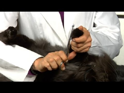 How to Trim Hair on Cats Between the Pads : Cat Health Care & Behavior