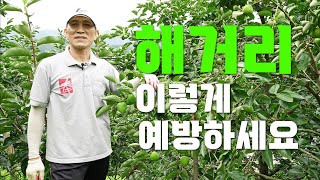 열매가 떨어지는 해거리 완벽히 예방하는 방법 ㅣ해거리 예방하기 ㅣ 수분수의 중요성