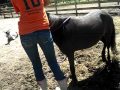 Me Riding The Donkey And Licorice
