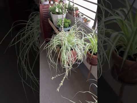 木製テラスの掃除方法は？あなたのための5つの自然な解決策!  庭園